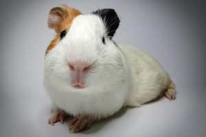 cavia