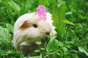 cavia