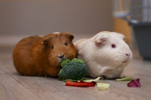 cavia