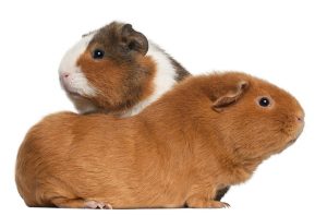 cavia