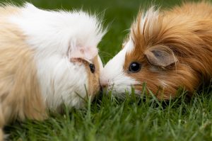 cavia