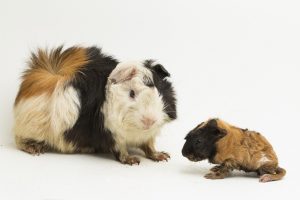 cavia