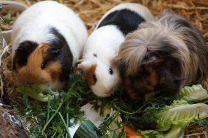 cavia