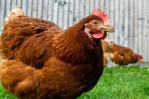 gallina