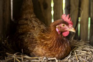 gallina