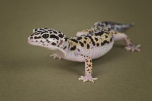 geco leopardo