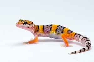geco leopardo