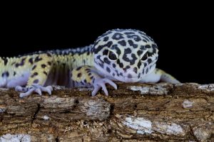 geco leopardo