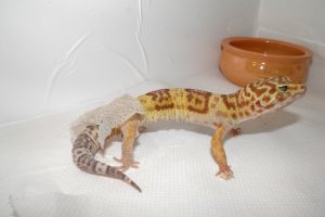 geco leopardo