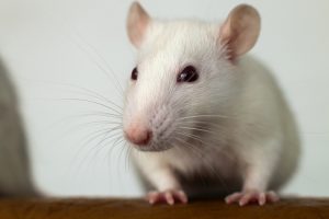 ratto
