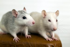 ratto