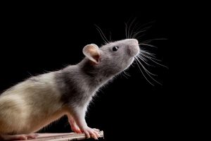 ratto
