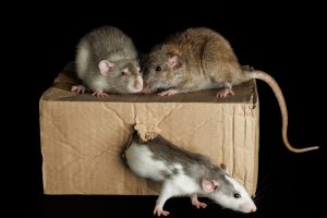 ratto