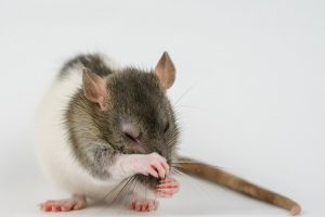 ratto