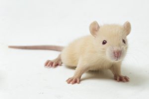 ratto