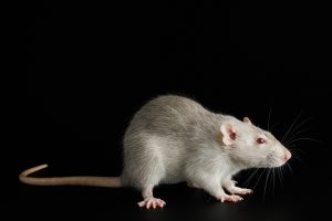 ratto 7