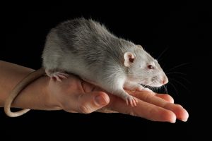 ratto