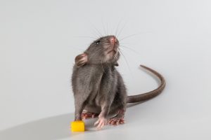 ratto