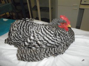 ingluviotomia
