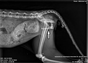 megacolon felino