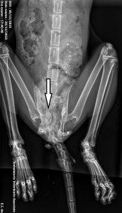 megacolon felino