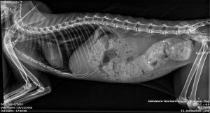 megacolon felino