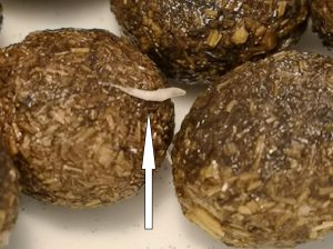 Ossiuri Passalurus ambiguus