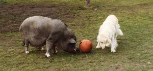 minipig