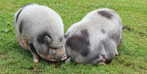 maialino nano