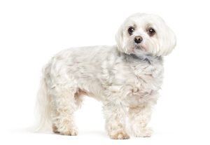 maltese