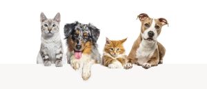 regolamento animali domestici