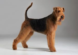 Airedale terrier