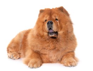 Chow chow