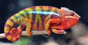 Furcifer pardalis