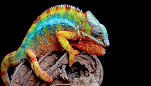 Furcifer pardalis