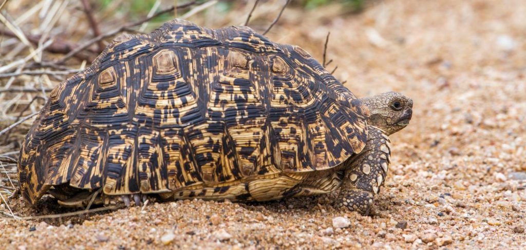 Geochelone pardalis