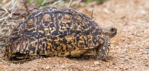 Geochelone pardalis