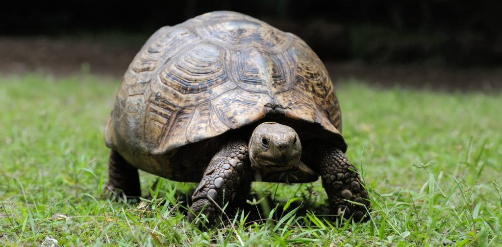 Geochelone pardalis
