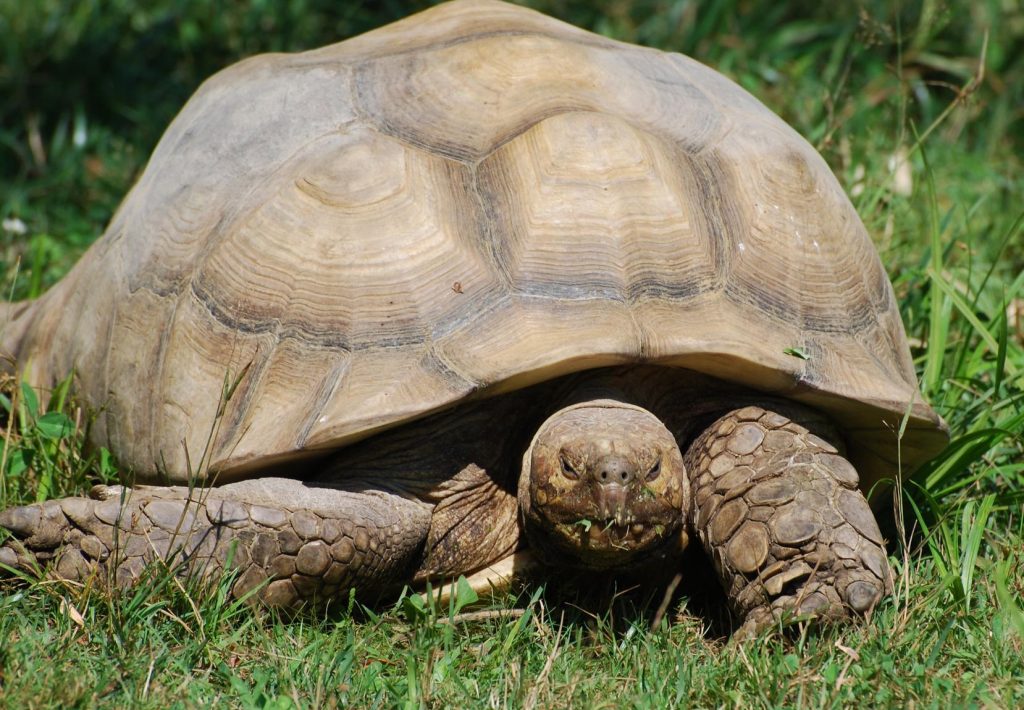 Geochelone sulcata 