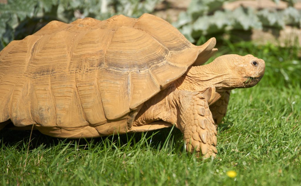 Geochelone sulcata