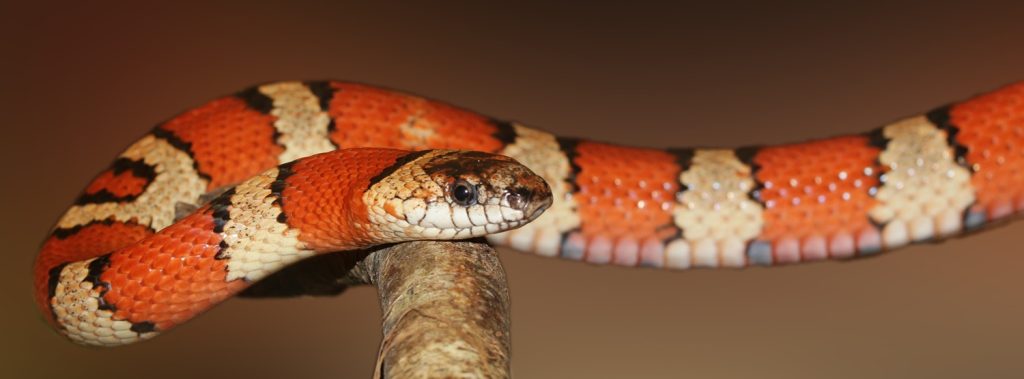 Lampropeltis 