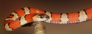 Lampropeltis