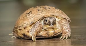 Testudo horsfieldii