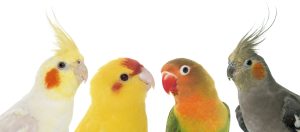 uccelli