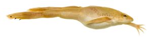 Xenopus laevis