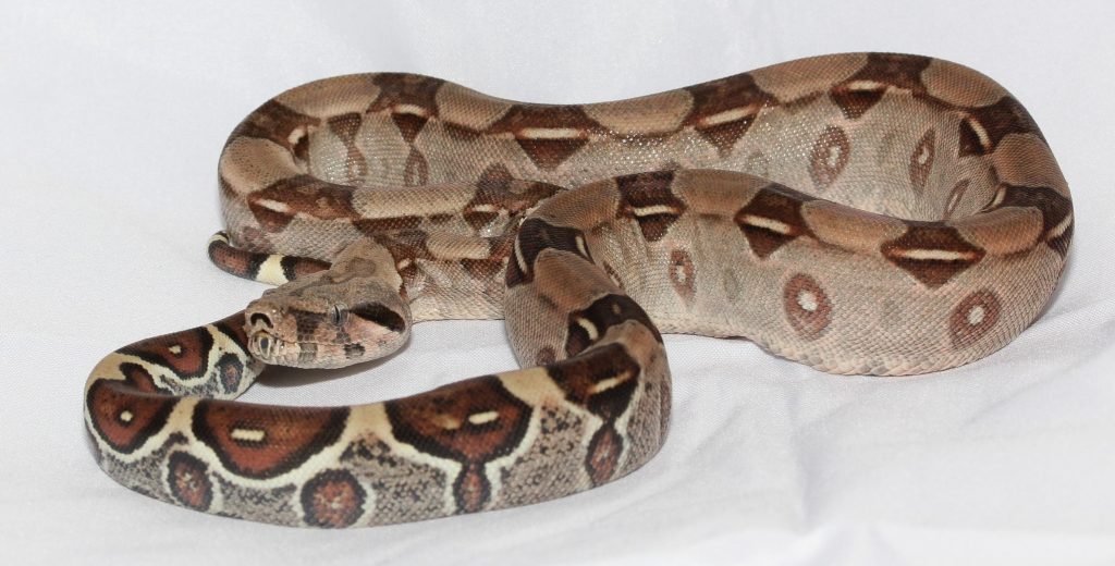 boa constrictor