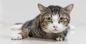 anemia infettiva gatto