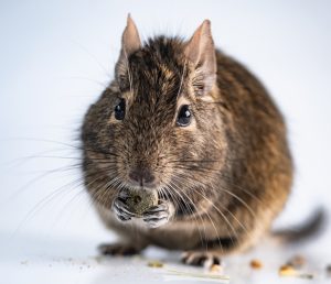 degu