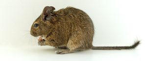 degu