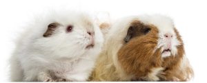 distocia cavia